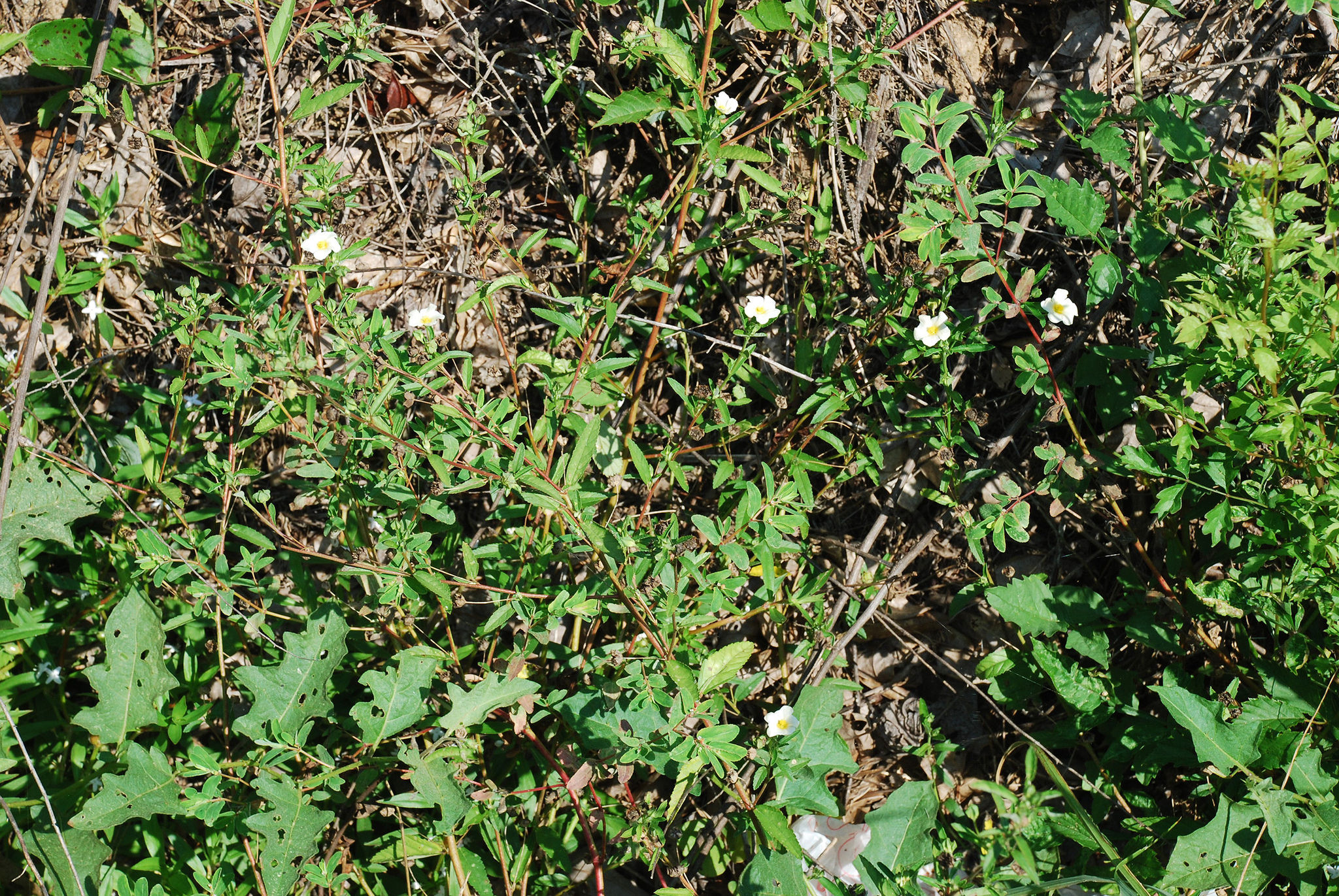 Sida rhombifolia
